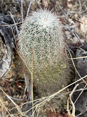 Echinocereus sciurus