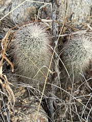 Echinocereus sciurus