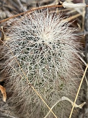 Echinocereus sciurus