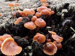 Xeromphalina brunneola