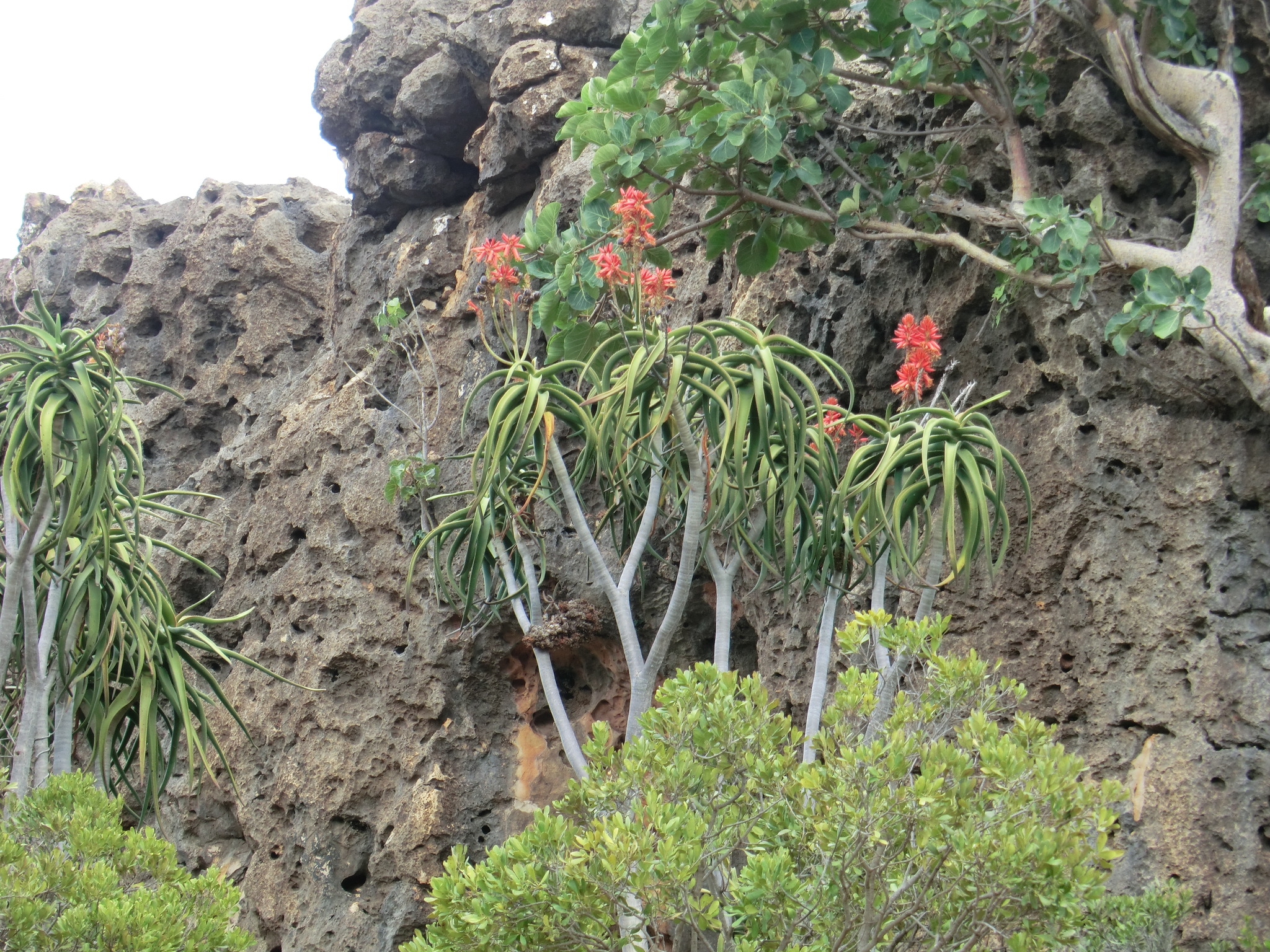 Aloidendron eminens