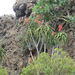 Somali Tree Aloe - Photo (c) Faisal Hawar Al-Maakhiri, some rights reserved (CC BY-NC), uploaded by Faisal Hawar Al-Maakhiri