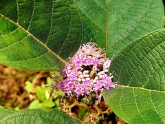 Callicarpa tomentosa