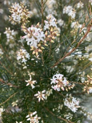 Acrothamnus melaleucoides