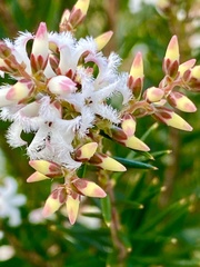Acrothamnus melaleucoides