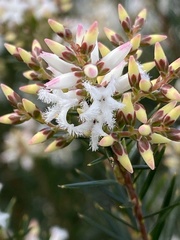 Acrothamnus melaleucoides