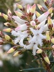 Acrothamnus melaleucoides