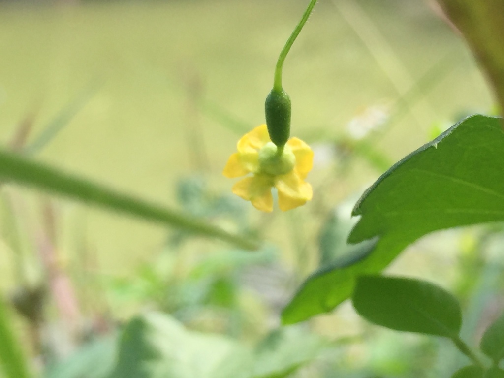 creeping-cucumber-from-tw-on-january-07-2022-at-11-27-am-by