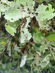 Phola octodecimguttata