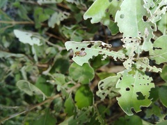 Phola octodecimguttata