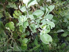 Phola octodecimguttata