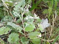 Phola octodecimguttata