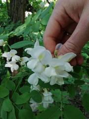 Robinia pseudoacacia