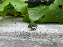 Acromyrmex octospinosus
