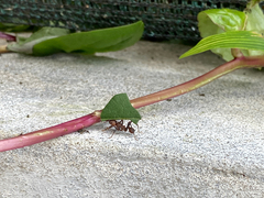 Acromyrmex octospinosus