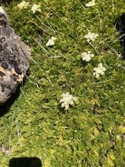 Anisotome procumbens