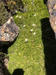 Anisotome procumbens