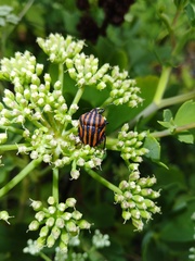 Graphosoma rubrolineatum