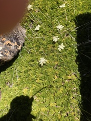 Anisotome procumbens