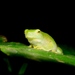 Rio Hatchet-faced Tree Frog - Photo (c) Flávio Mendes, some rights reserved (CC BY-NC), uploaded by Flávio Mendes
