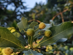 Acronychia pedunculata
