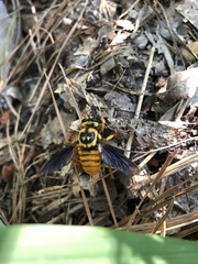 Laphria saffrana