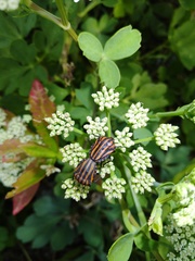 Graphosoma rubrolineatum