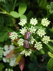 Graphosoma rubrolineatum