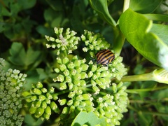 Graphosoma rubrolineatum