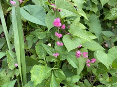 Antigonon leptopus