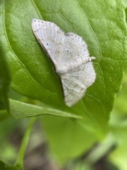 Lepidoptera