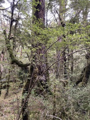 Coprosma foetidissima