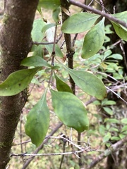 Coprosma foetidissima