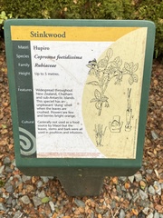 Coprosma foetidissima