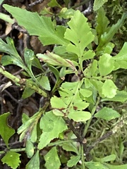 Phyllocladus