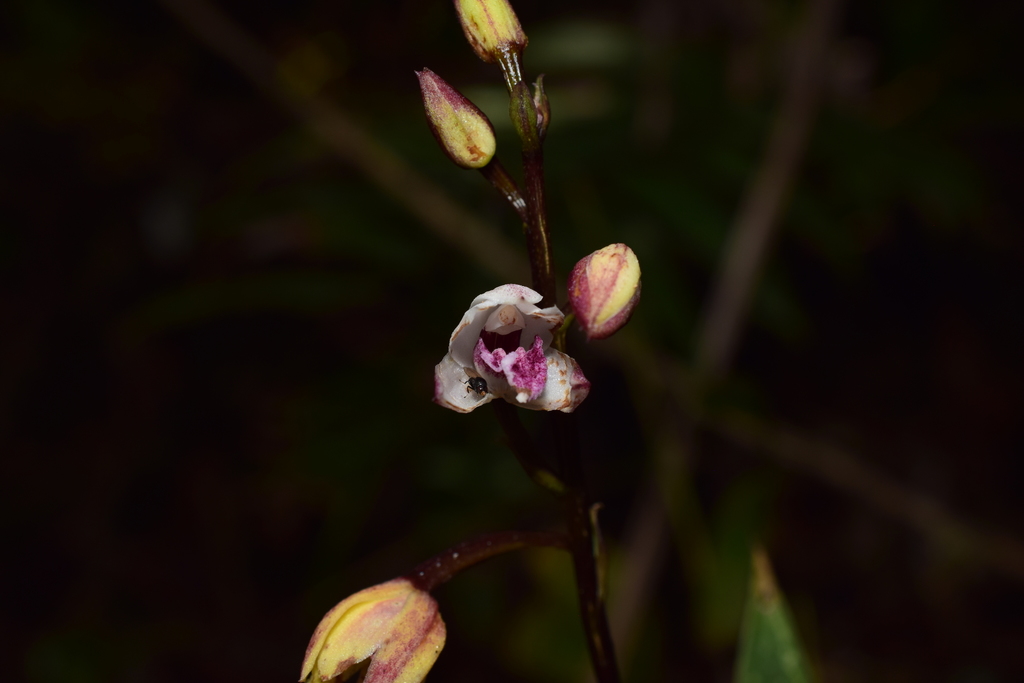 Vargasiella peruviana