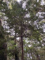 Podocarpus laetus