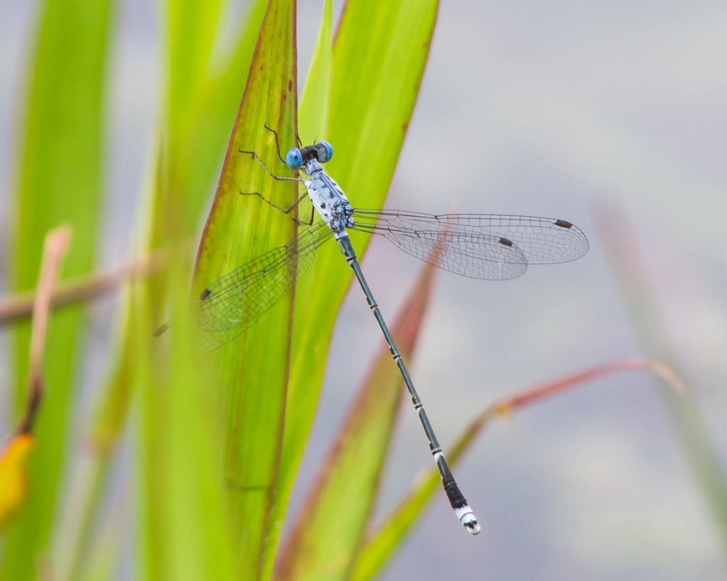scalloped-spreadwing-odonates-of-old-mysore-inaturalist