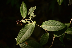 Callicarpa formosana