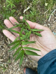 Podocarpus laetus