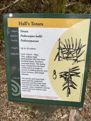 Podocarpus laetus