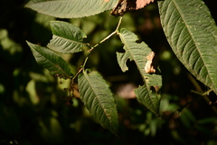 Callicarpa formosana