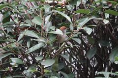 Sinosuthora alphonsiana