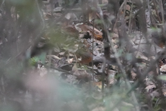 Turdus dissimilis
