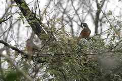 Turdus dissimilis
