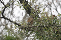 Turdus dissimilis