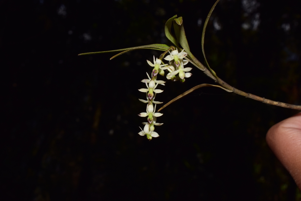 Epidendrum pseudogramineum D.E.Benn. & Christenson