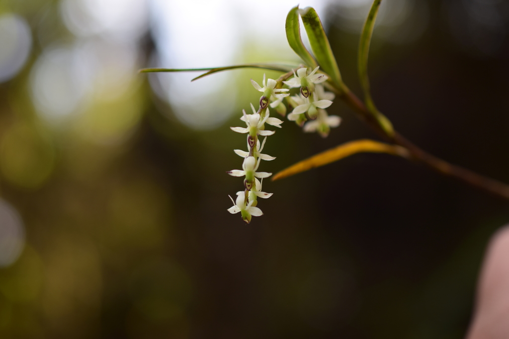 Epidendrum pseudogramineum D.E.Benn. & Christenson 2
