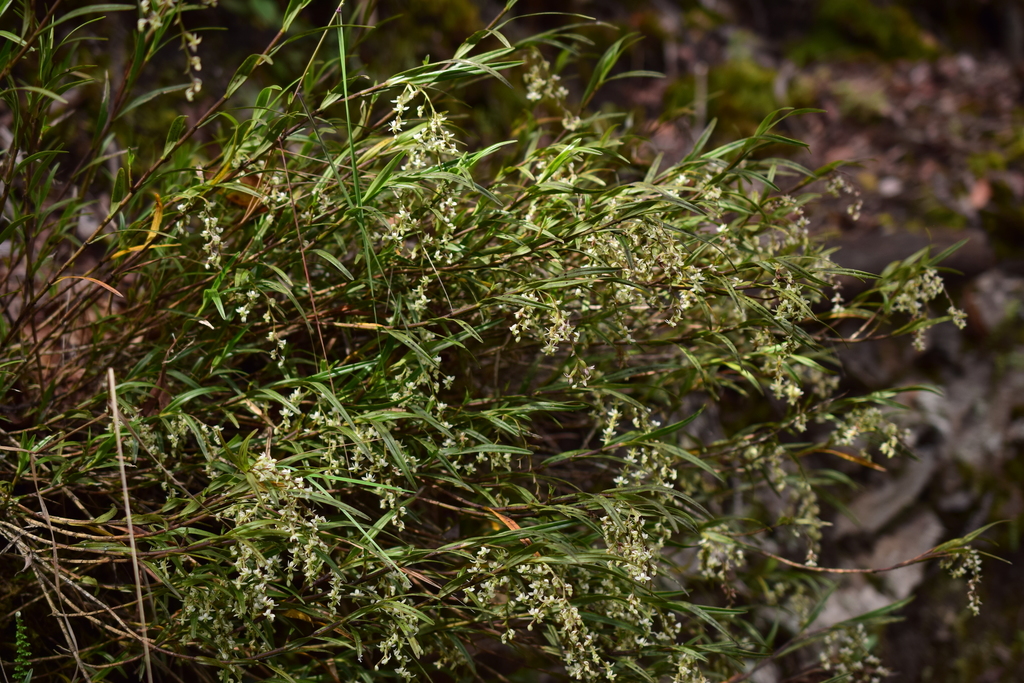 Epidendrum pseudogramineum D.E.Benn. & Christenson 3