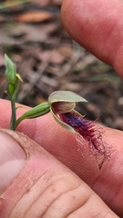 Calochilus gracillimus